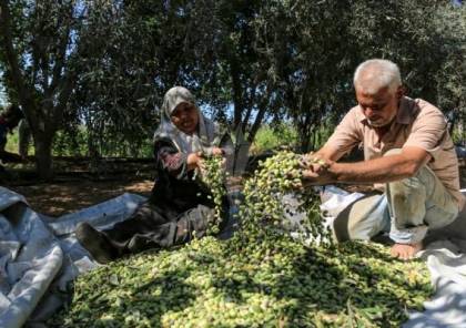 زراعة غزّة تُعلن عن موعد بدء قطف ثمار الزيتون