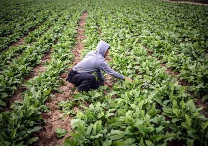 غزة: تعليمات هامة للمزارعين لتفادي موجة الحر