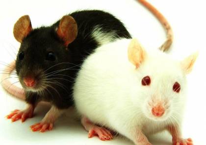 الفئران مفتاح علاج فقدان البصر لدى البشر