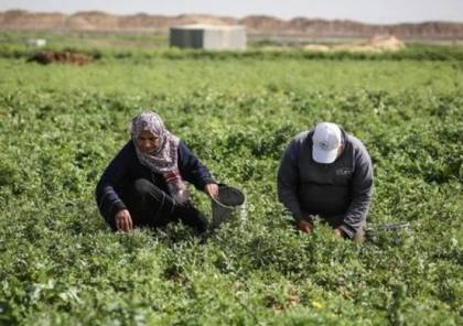 زراعة غزة: 16 مليون دولار خسائر القطاع الزراعي بسبب إغلاق المعابر