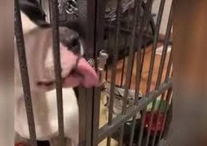 فيديو.. كلب ذكي يستخدم لسانه للهروب من قفصه !