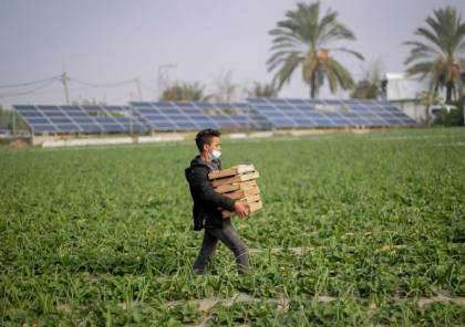 الزراعة: منع الاحتلال التصدير يكبّد مزارعي غزة خسائر فادحة