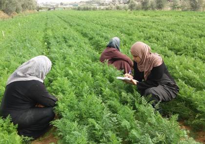 منظمة أميركية تمول مشروعا لدعم المزارعات في غزة