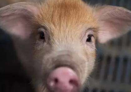 "عقار أمعاء الخنازير" يُبشر بعلاج فعال للجلطات