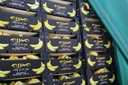 ضبط ومصادرة تسعة أطنان من الموز الاسرائيلي المهرب في نابلس