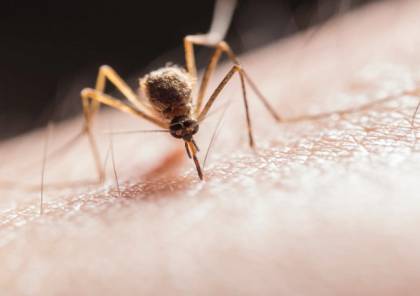 اكتشاف هام قد يوقف انتشار الملاريا عبر خداع البعوض!