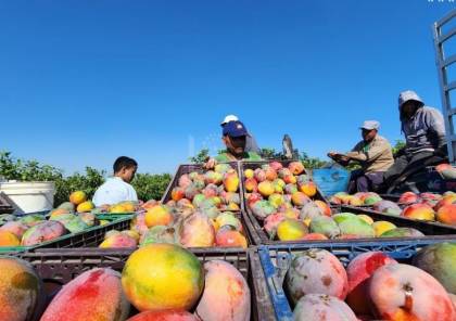زراعة بغزة: إنتاج المانجا لهذا العام بلغ نحو 500 طن 