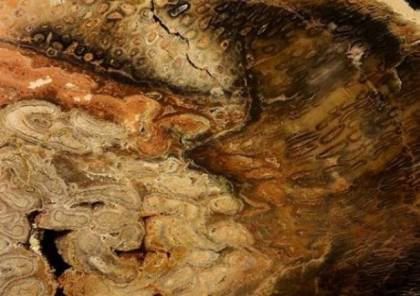 العثور على أقدم شجرة عمرها 32 مليون سنة
