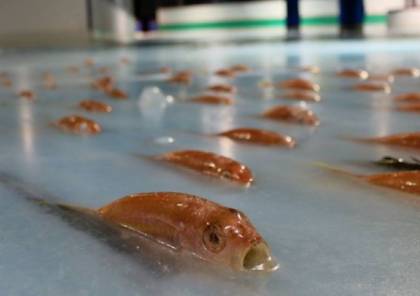 اليابان تغلق حلبة تزلج بسبب تجميدها لـ 5000 سمكة