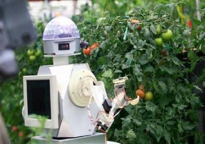 تطوير روبوتات لقطف الفاكهة ونقلها ذاتياً