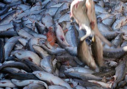 انتشار الطحالب في تشيلي يقتل 170 ألفا من أسماك السلمون