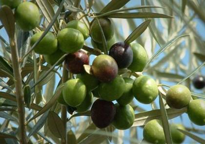 الزراعة بغزة: نتوقع انتاج هذا العام حوالي 24 ألف طن من الزيتون