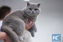 العقوبات الغربية ضد روسيا تطال القطط!