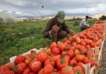 غزة: «الزراعة» تقرر وقف تسويق البندورة في سوقي الضفة وإسرائيل