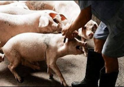 الصحة تغلق مدرسة في نابلس بعد اكتشاف 7 إصابات بانفلونزا الخنازير