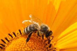 "لسعة النحل".. حقائق مذهلة يكشفها العلم
