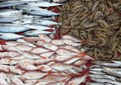 زراعة غزة تمنع دخول بعض الاسماك المصرية..يهربونها عبر مواسير الصرف الصحي 