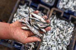 بسبب التلوث البحري- اسرائيل تقرر منع تسويق اسماك البحر المتوسط
