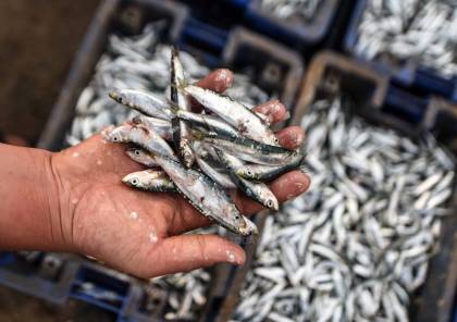 أسعار الأسماك الطازجة في أسواق غزة اليوم الجمعة