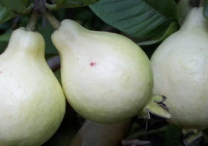 فوائد الجوافة التى لا حصر لها وتأثيرها الرائع على الجسم