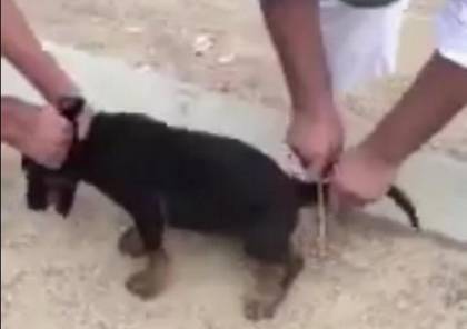 صور  وفيديو مروع : "تويتر" ينتفض ضد سعوديين يقطعون ذيل كلب