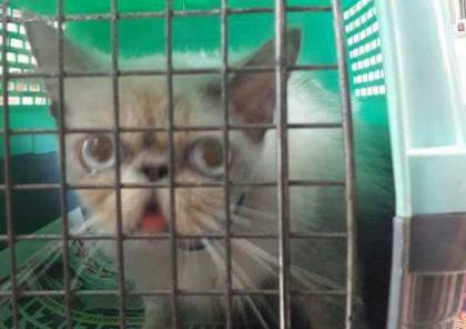 عودة القطة الروسية "سونيا" الى غزة بعد رحلة علاج في إسرائيل