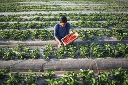 الزراعة الإسرائيلية توقف استيراد الفراولة من قطاع غزة