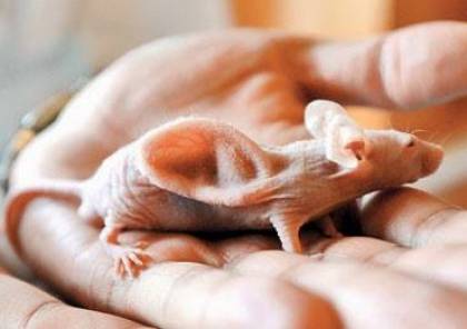 صور: علماء يابانيون يزرعون أذنا بشرية على ظهر فأر !!
