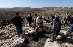 حاخامات يزرعون الاشجار تضامناً مع الفلسطينيين