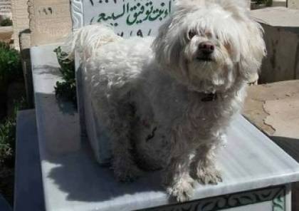 ابنة رفيق السباعي تصطحب كلبها ليقف على قبر والدها والجمهورغاضب!!