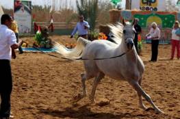 أريحا: اختتام بطولة فلسطين لجمال الخيول الأصيلة بنجاح 