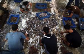 صيادوا غزة يعرضون بضاعتهم من السمك