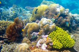 دراسة: مخلفات البلاستيك تضر الشعاب المرجانية