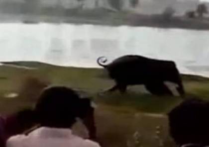 فيديو.. فيل ضخم يدعس رجلاً بأقدامه حتى الموت!