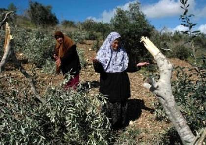 مستوطنون يقطعون أكثر من 150 شجرة زيتون في برقة شرق رام الله