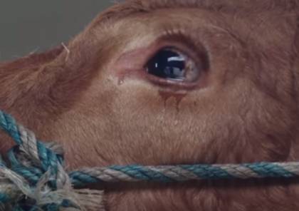 فيديو| دموع البقرة تنقذها من الذبح