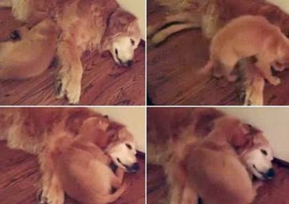 فيديو: كلبة تحلم بكابوس وابنها يحتضنها لتهدئتها
