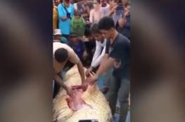 فيديو.. شقّوا بطن تمساح لاستخراج بقايا صيّاد!