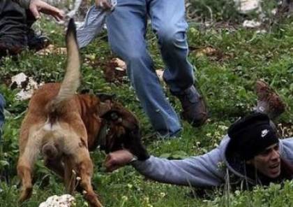 إصابات جراء مهاجمة كلاب الاحتلال البوليسية لمواطنين شمال بيت لحم
