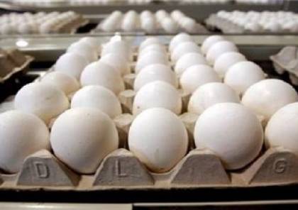 الزراعة بغزة تتلف 40 ألف بيضة غير مطابقة للمواصفات