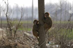 القرود وسيلة لجني الأرباح في الصين