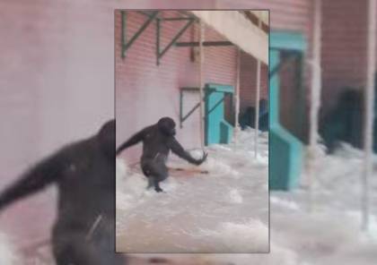 فيديو: غوريلا ترقص الباليه ببراعة في حديقة حيوانات بريطانية