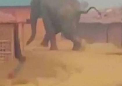 فيديو.. الفيلة تدمر مخيماً للاجئي الروهينغا