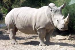 نهاية "مأساوية" لآخر ذكور وحيد القرن الأبيض