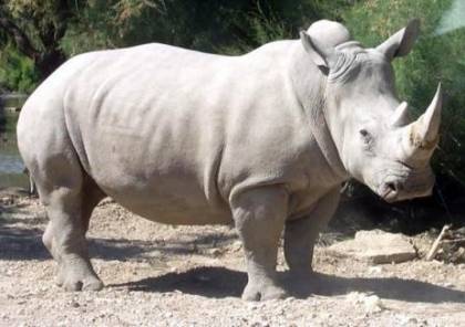 نهاية "مأساوية" لآخر ذكور وحيد القرن الأبيض