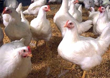  ارتفاع قريب في أسعار الدجاج في إسرائيل