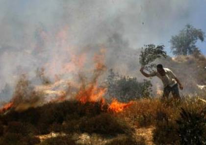 مستوطنون يحرقون 30 دونما من المحاصيل الزراعية جنوب الخليل