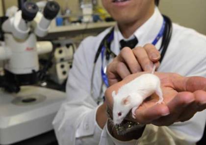 "أجنة اصطناعية" من خلايا الفئران
