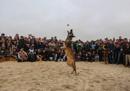 صور : كلاب "نادرة" تستعرض مهاراتها وذكاءها على بحر غزة 