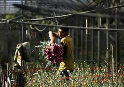 غزة"تصدير التوت الأرضي لأوروبا عِوضاً عن تصدير الزهور لهذا العام"